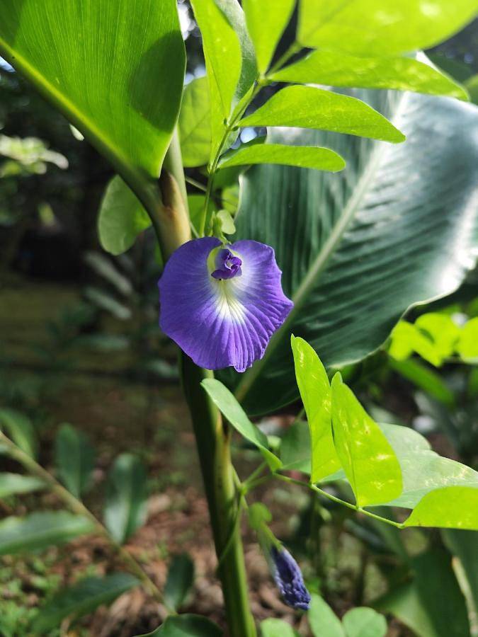 Location de vacances pour 2 personnes, avec jardin et vue à Gros Morne (homonymie) - 2