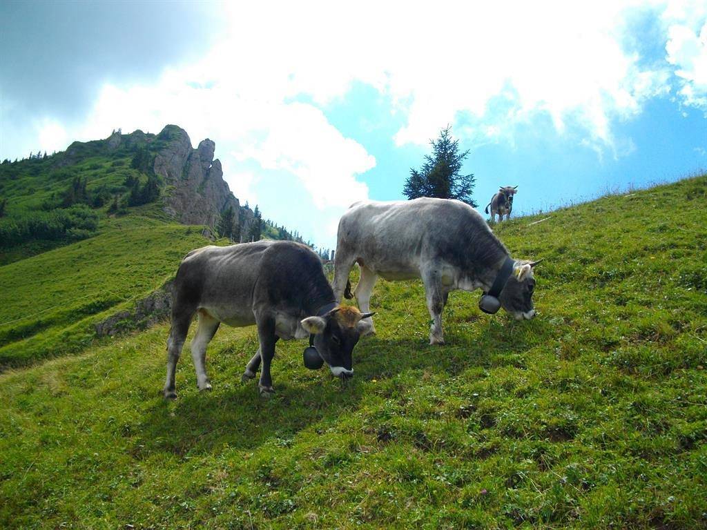 Fewo Waldstüble, foto 14