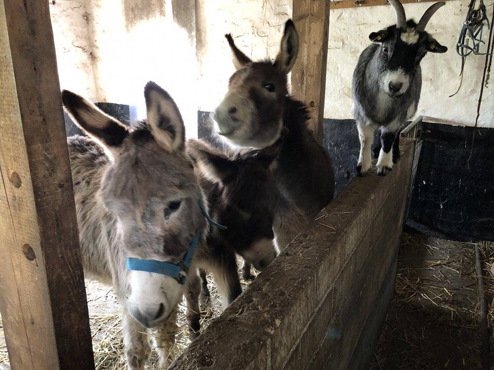 Ferienhof Kluvetasch - Strandmuschel in Rettin, Ostholstein