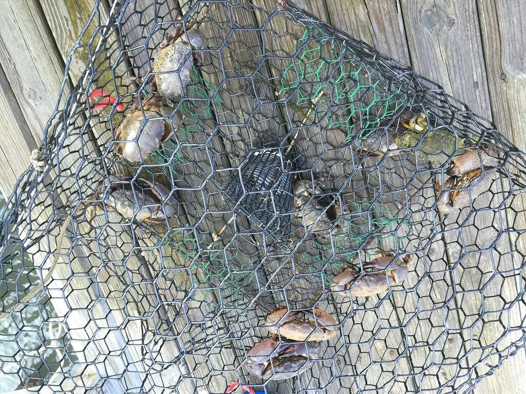 Privacy, Amazing Waterfront Ansichten \"Maison Blanc\": Icw / Abbildung 8 Sound: 10 Personen in Ogden (Wilmington), New Hanover County