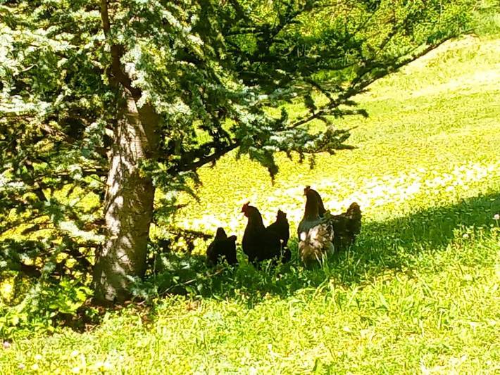 Location de vacances pour 4 personnes, avec vue et jardin, animaux acceptés à Theizé - 2