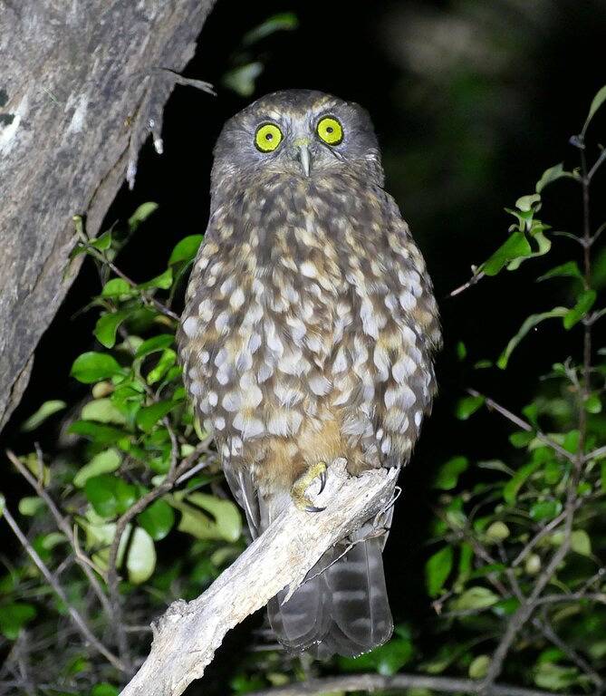 Ein einheimisches neuseeländisches Küstenerlebnis in Whangarei District