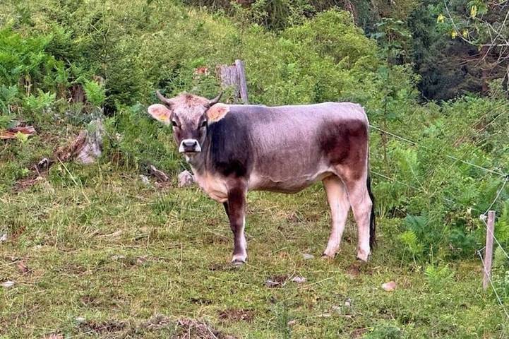 Ferienwohnung für 4 Personen - 1