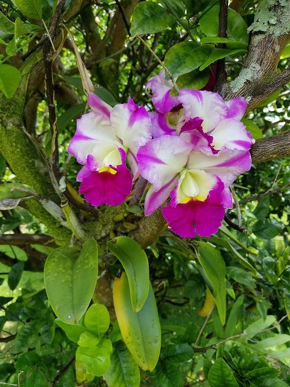 Kostenlose Zip Line Tour mit 1 Woche Aufenthalt im Home at Botanical World in Hakalau, Hamakua