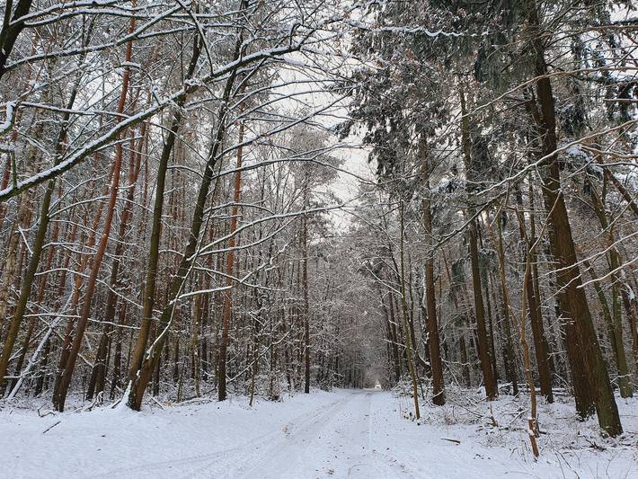 Ferienhaus für 9 Personen, mit Sauna und Seeblick sowie Garten, kinderfreundlich in Göhren-Lebbin - 3