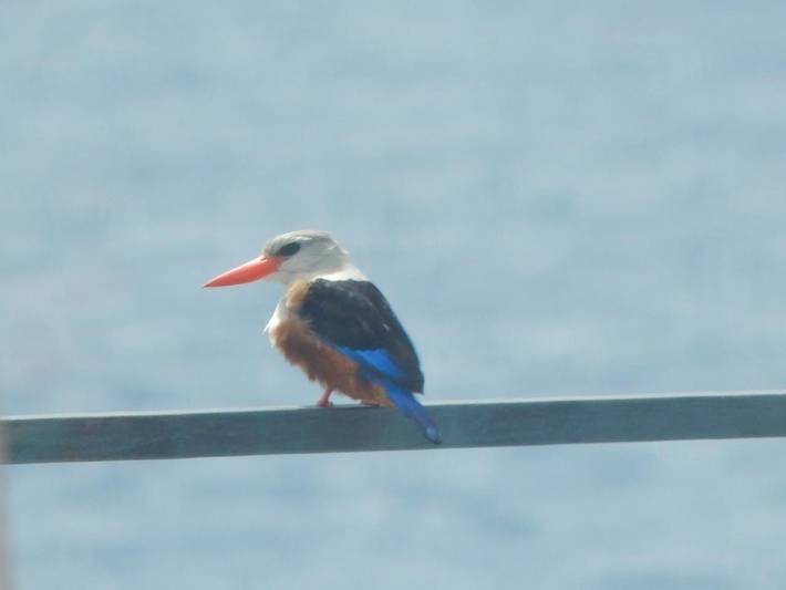 Location de vacances pour 8 personnes, avec piscine ainsi que vue et jardin dans Cap-Vert - 4