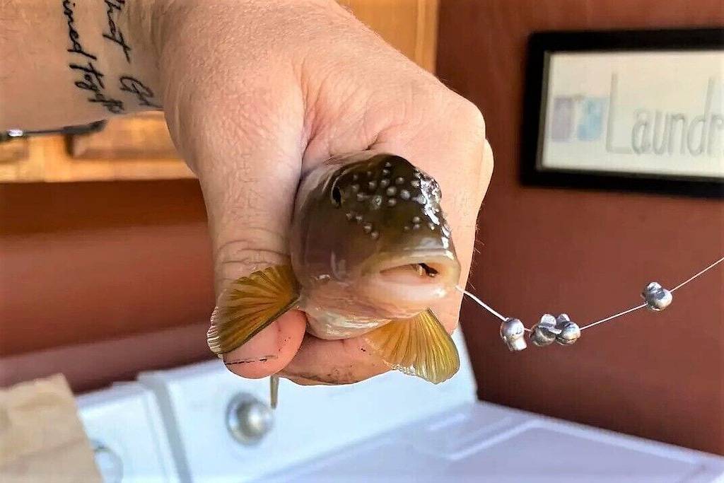 Troutin' About - A cozy cabin on the river! in Bryson City, Fontana Lake