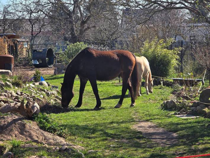 Studio für 4 Personen, mit Garten