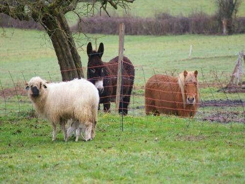Chambre d’hôte pour 6 personnes, avec vue et jardin dans Allier - 2