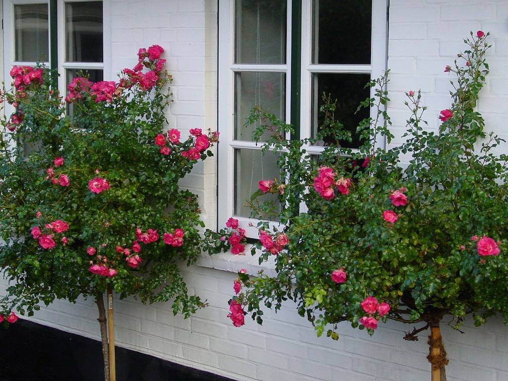 "Het huisje van de koetsier", foto 6