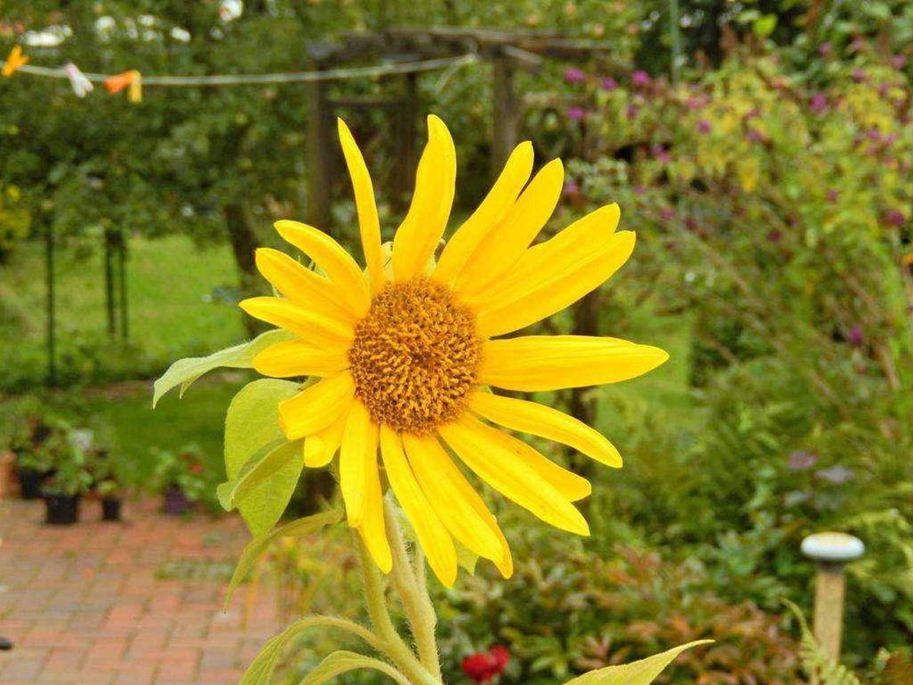 Ganze Ferienwohnung, Ferienwohnung Sonnenblume 15179 - Ferienwohnung Sonnenblume in Leer, Ostfriesland