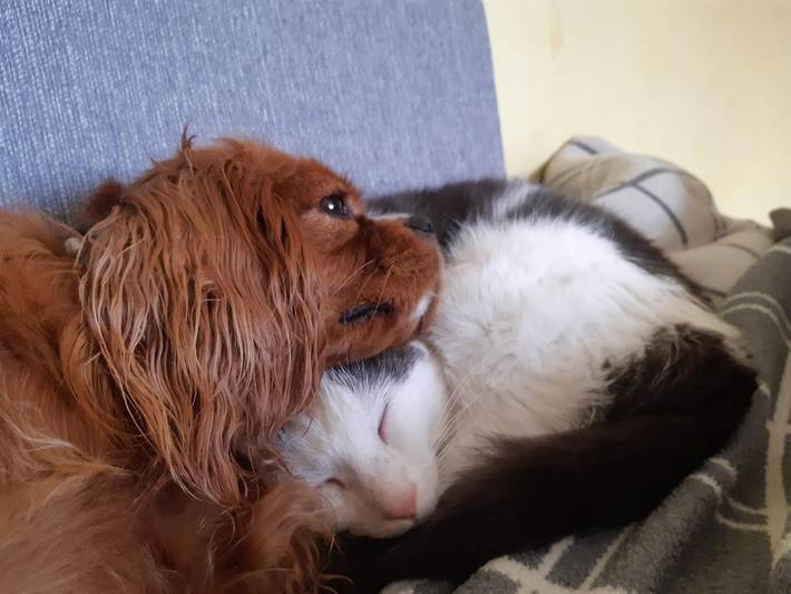 Maison d’hôte pour 2 personnes, avec vue et jardin à Ramsau am Dachstein - 3