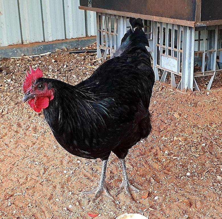 Ninghan Park Hof- Bauernhof Beherbergung in Western Australia