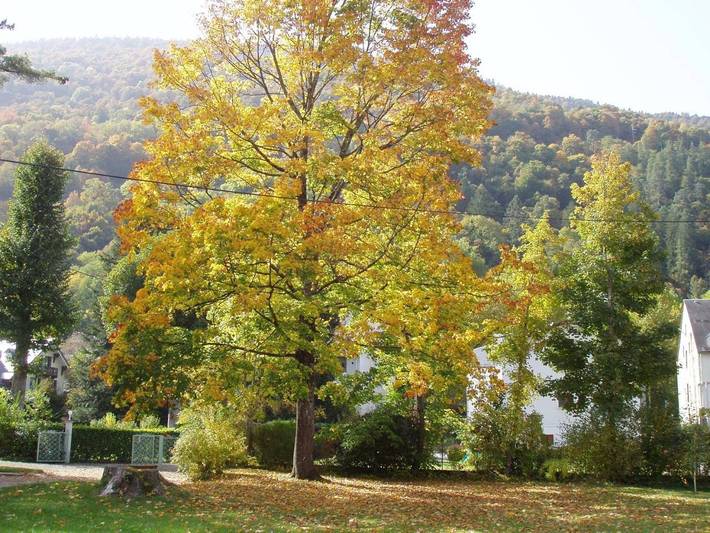 Chambre d’hôte pour 2 personnes, avec vue et jardin, animaux acceptés dans Luchon-Superbagnères - 4