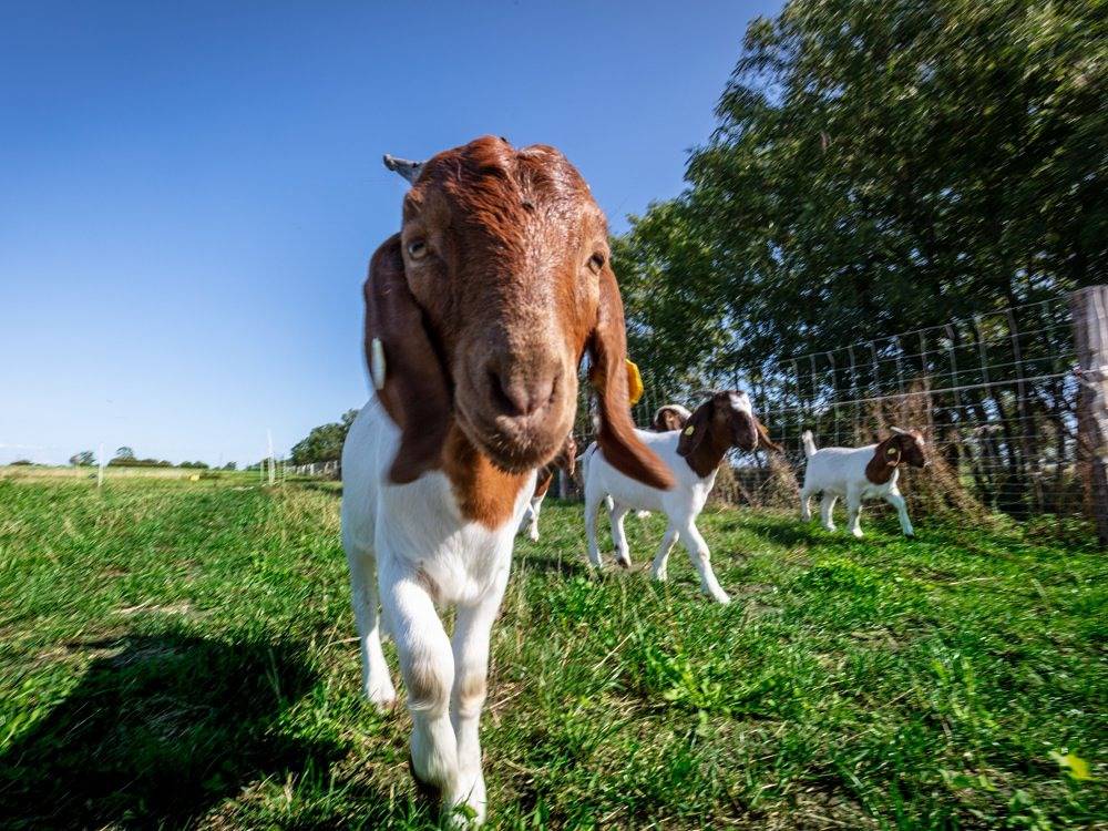 Ganze Ferienwohnung, Osterhof Fehmarn - Casa Mare in Westfehmarn, Fehmarn
