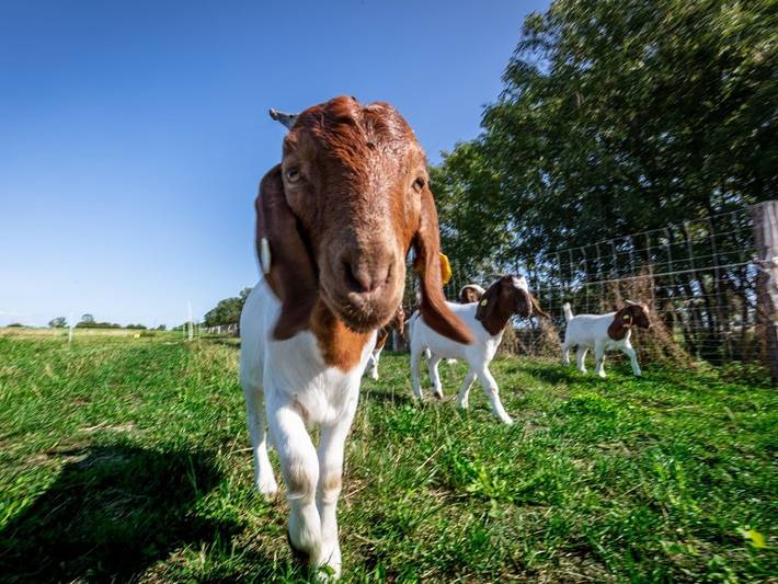 Bauernhof für 4 Personen, mit Sauna und Garten, kinderfreundlich auf Fehmarn - 2