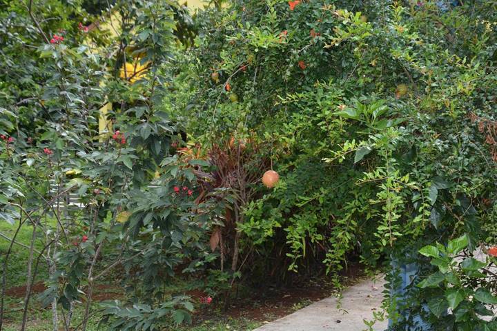 Gîte pour 2 personnes, avec jardin ainsi que terrasse et vue dans Grande Anse d'Arlet - 4