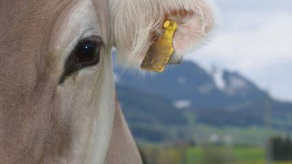Bauernhof für 5 Personen in Nesselwang, Allgäuer Alpen, Bild 4