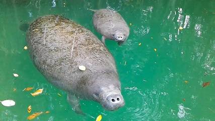 Camping for 11 Guests in Hernando County, Picture 4