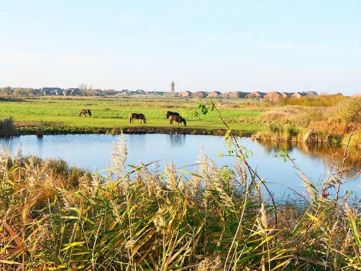 Ferienhaus für 4 Personen, mit Terrasse und Garten auf Borkum - 4