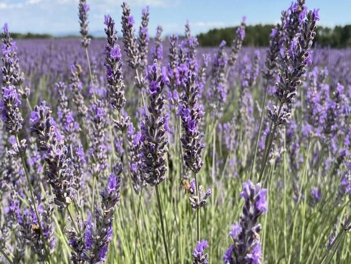Gîte pour 6 personnes, avec piscine et jardin, adapté aux familles à Brunet (Alpes-de-Haute-Provence) - 4