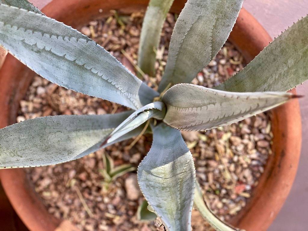 Liebevoll restauriertes Haus aus den 1950er Jahren in Central Tucson in Tucson, Pima County