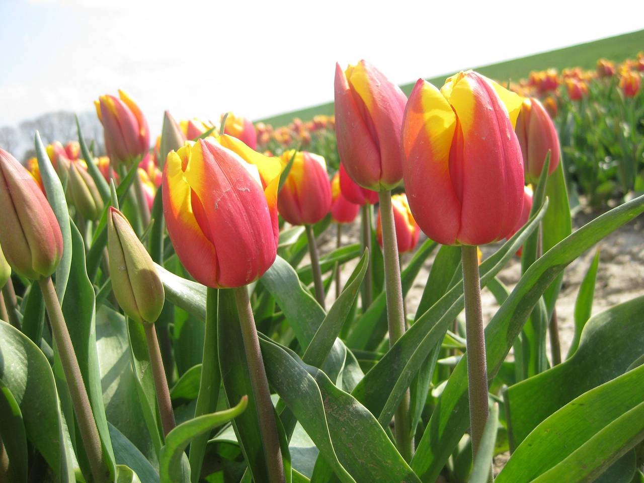 Beachplace in Noordwijk aan Zee, Noordwijk