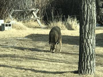 Log Cabin for 6 People in Dubois (WY), Absaroka Range, Photo 4