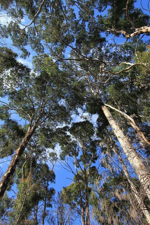 Elandra Escape - Your private coastal retreat in Malua Bay, New South Wales