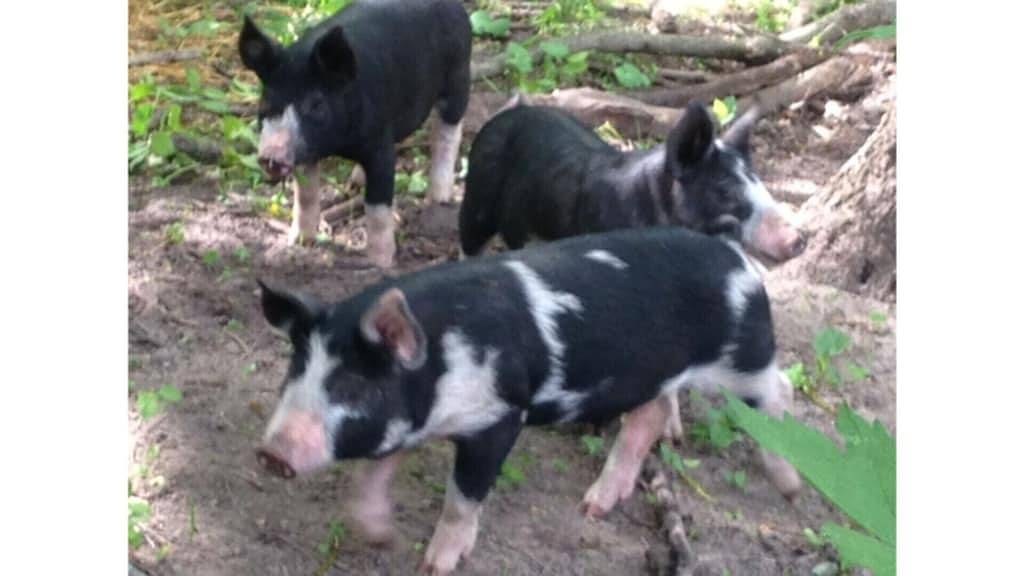 Vacation House for 5 Guests in Iowa, USA