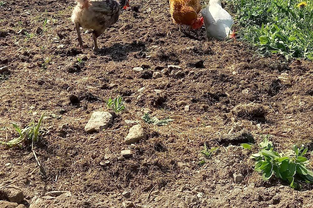 Ganze Wohnung, Surrounded by nature, cozy apartment with private garden and grill area in Novaledo, Valsugana
