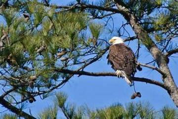 Vacation Apartment for 4 Guests in Lake Guntersville, Alabama, Picture 1