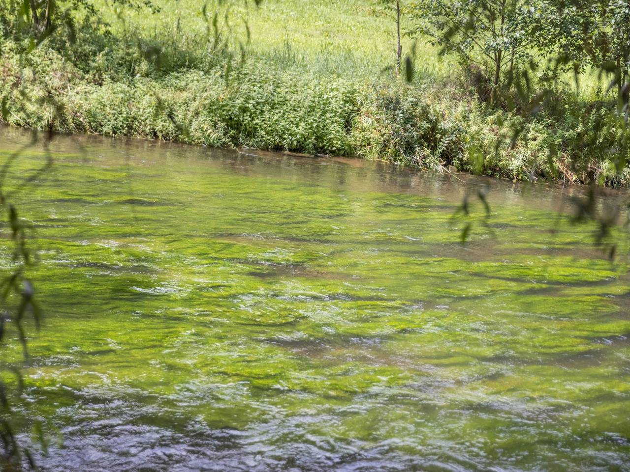 Bienenwagen der Naturheilpraxis Melchger - Bienenwagen, 8qm, 1 Wohn-/Schlafraum, max. 2 Personen in Wildberg, Nordschwarzwald