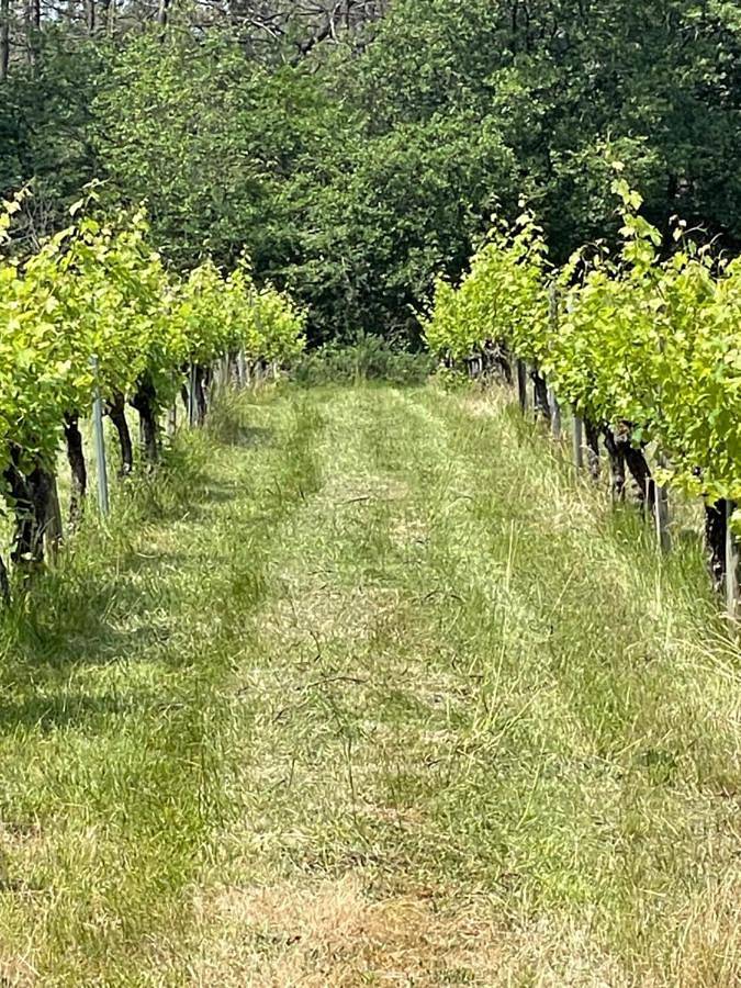 Location de vacances pour 6 personnes, avec piscine ainsi que vue et jardin, animaux acceptés à Savignac-de-Duras - 2