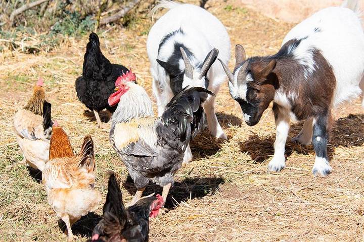 Casa de vacaciones para 6 personas, con vistas al lago y vistas además de piscina y jardín, Se admiten mascotas en Riópar - 4