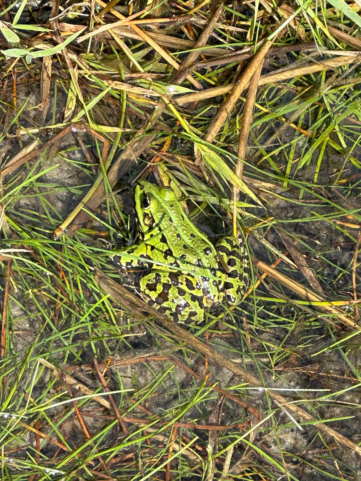 Vakantiehuis Waldzauber 2 met uitzicht op het meer, privéterras en tuin, foto 10