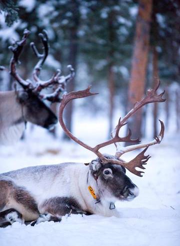 Lodge für 2 Personen, mit Sauna und Garten sowie Ausblick, mit Haustier in Lappland (Schweden)