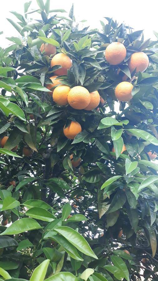 Gîte pour 4 personnes, avec jardin et piscine ainsi que vue et vue sur le lac, animaux acceptés à Pinhão - 4