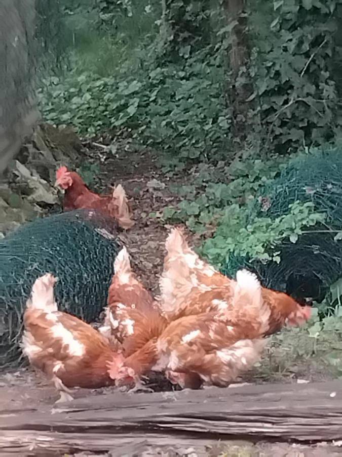Gîte pour 7 personnes, avec terrasse et vue à Saint-Aubin-de-Nabirat - 2