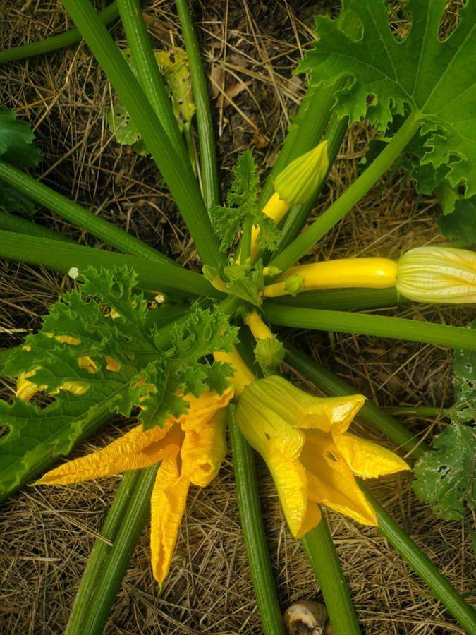 Maison d’hôte pour 2 personnes, avec jardin ainsi que vue et piscine à Cahuzac-sur-Vère - 4