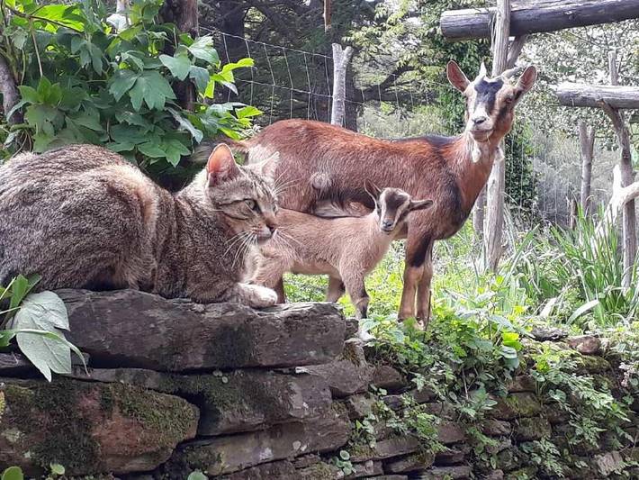 Location de vacances pour 4 personnes, avec vue à Saint-Germain-de-Calberte - 3