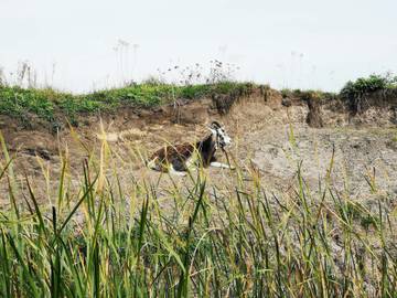 Ferienhaus für 6 Personen in Ringkøbing, Dänemark an der Nordsee, Bild 2