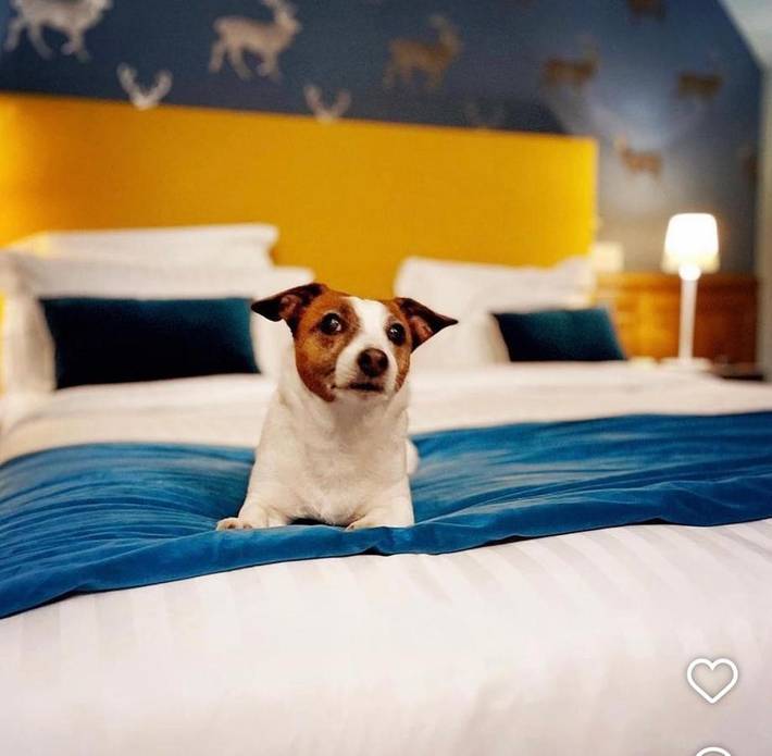Hôtel pour 4 personnes, avec piscine et sauna ainsi que jardin et vue, animaux acceptés à Chassy - 4