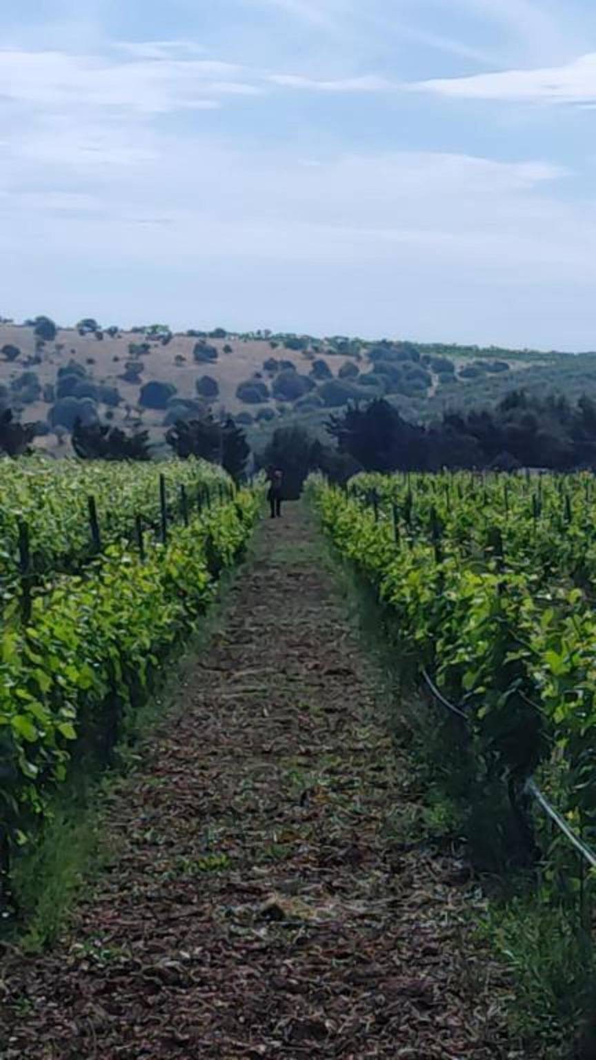 Maison de campagne 'Biobonizio' avec jardin privé et climatisation in Andria, Parc national d'Alta Murgia