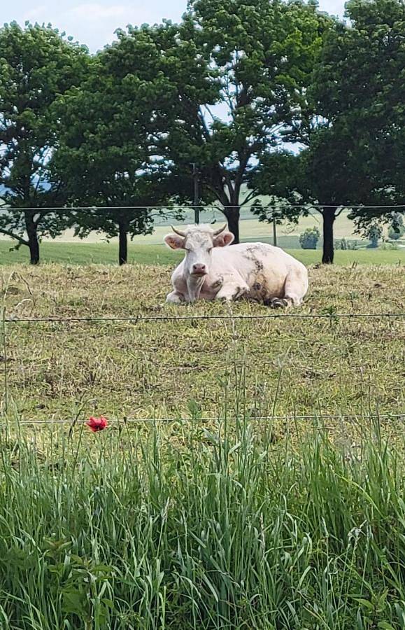 Club vacances pour 2 personnes, avec vue et terrasse ainsi que jardin et piscine en Dordogne - 3