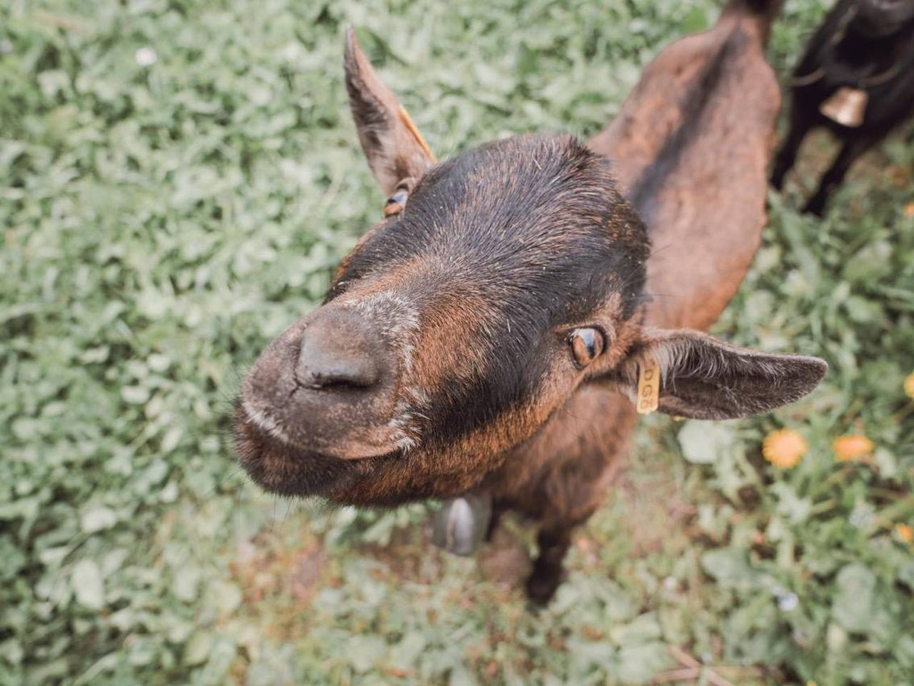 Stettli Resort Tgiesa Solaria - Ferienhaus Tgiesa Solaria in Churwalden, Plessur Alpen