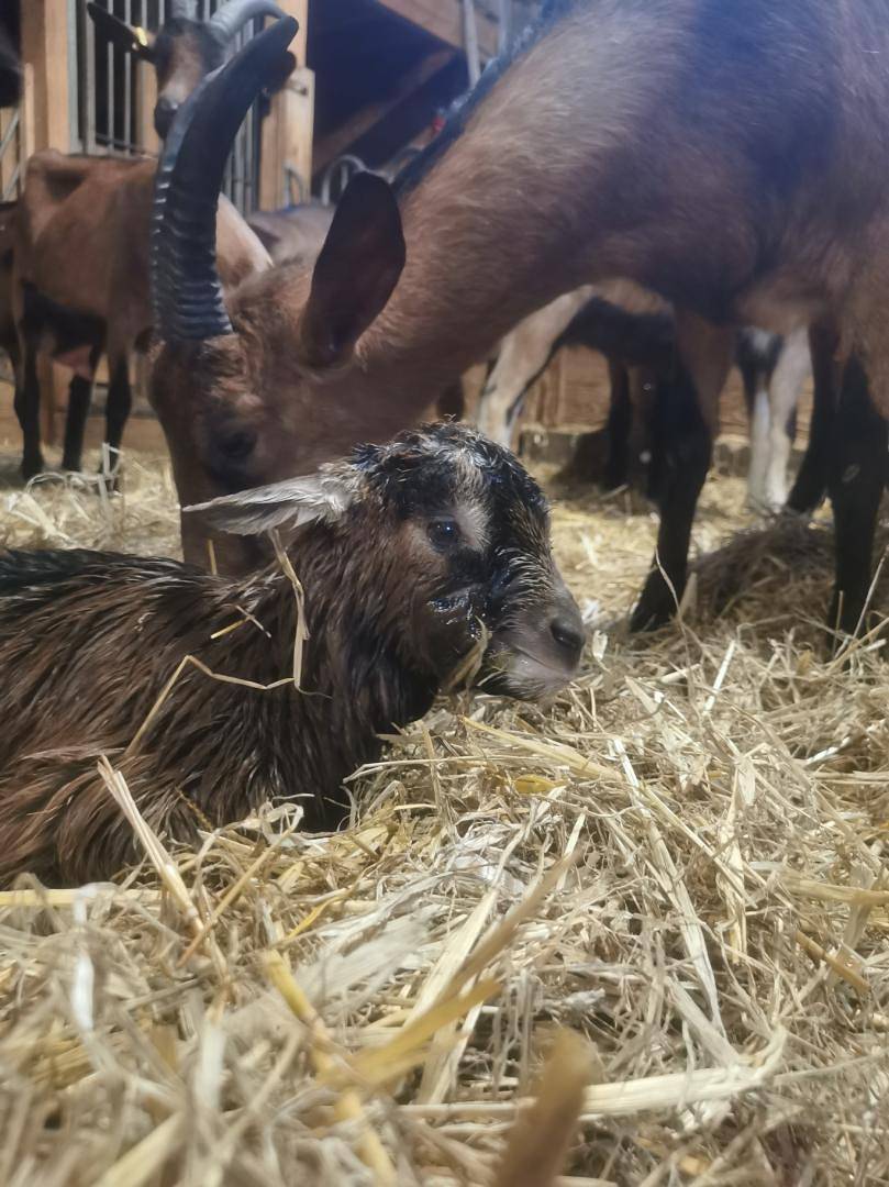 Le Charme du Moulin in Bragelogne-Beauvoir, Aube