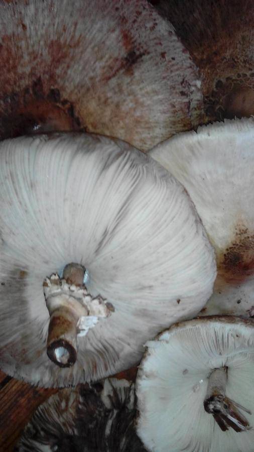 El Escondite del Miera in San Roque de Riomiera, Valle del Miera