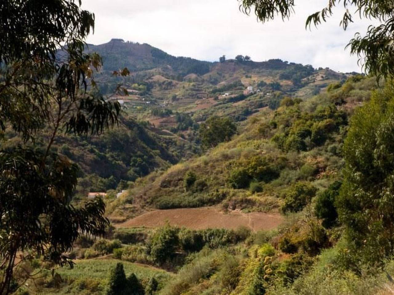 "El Laurel" in Moya, Gran Canaria Norte