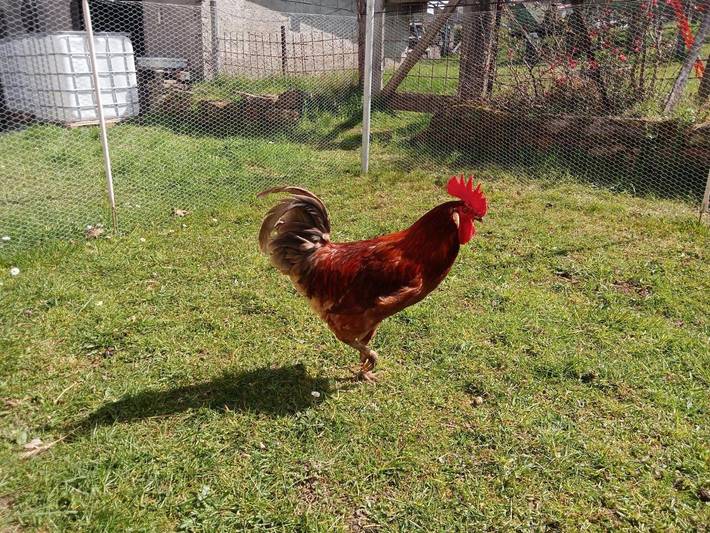 Gîte pour 3 personnes, avec terrasse ainsi que jardin et vue dans Le Clerjus - 4